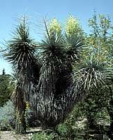 Yucca rigida