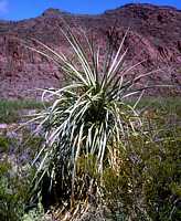 Yucca natural hybrid