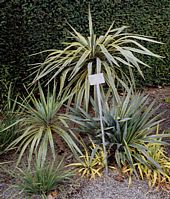 Yucca aloifolia variegata