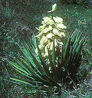 Yucca baccata