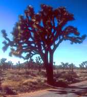 Yucca brevifolia