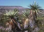 Yucca faxoniana