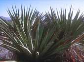 Yucca faxoniana