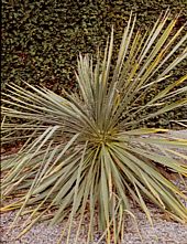 Yucca constricta