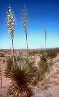 Yucca elata