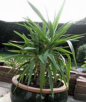 Yucca guatemalensis