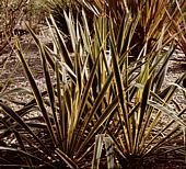 Yucca filamentosa cv. bright edge