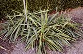 Yucca flaccida