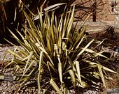 Yucca flaccida Garland's Gold