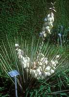 Yucca glauca