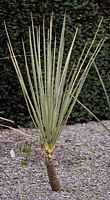 Yucca glauca