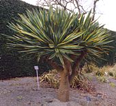 Yucca gloriosa variegata