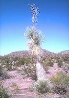 Yucca rostrata