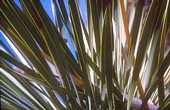 Yucca rostrata