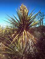 Yucca schidigera