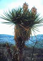 Yucca torreyi