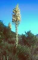 Yucca whipplei