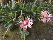 Acrodon bellidiflorus