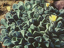 Aloinopsis luckhoffii Syn. Aloinopsis setifera