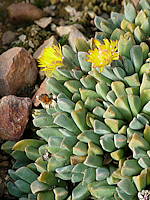 Aloinopsis orpenii Syn. Prepodesma orpenii