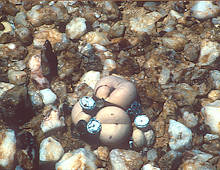 Argyroderma pearsonii Argyroderma pearsonii