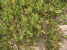 Carpobrotus chilensis