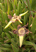 Carpobrotus chilensis