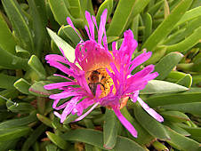 Carpobrotus chilensis