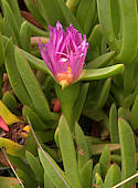 Carpobrotus chilensis