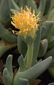 Cheiridopsis namaquensis Syn. Cheiridopsis cigarettifera Cheiridopsis namaquensis Syn. Cheiridopsis cigarettifera
