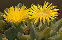 Cheiridopsis caroli-schmidtii flower