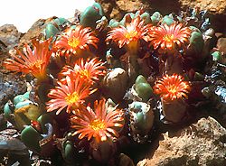 Conophytum bilobum