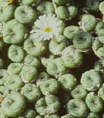 Conophytum fraternum