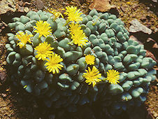 Conophytum bilobum Syn. C. recisum