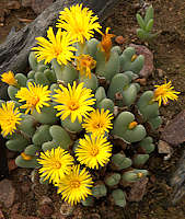 Conophytum bilobum Syn. C. exsertum