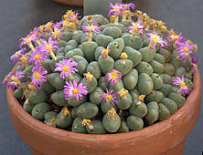  Conophytum velutinum