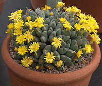 Conophytum bilobum