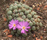 Conophytum minutum