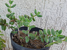 Delosperma echinatum