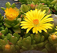 Delosperma nubigenum