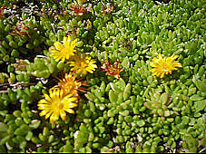 Delosperma nubigenum