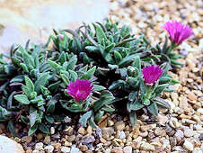 Delosperma brunnthaleri