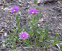 Delosperma cooperi Photo: Gary Levine 2002