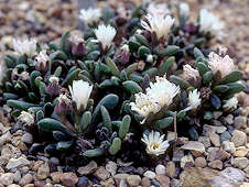 Delosperma esterhuyseriae