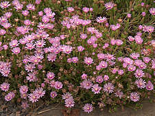 Delosperma kofleri