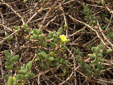 Delosperma echinatum