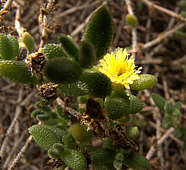 Delosperma echinatum