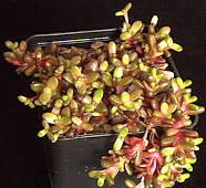 Delosperma 'Ruby Coral'