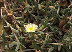 Delosperma taylorii