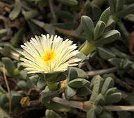 Delosperma taylorii